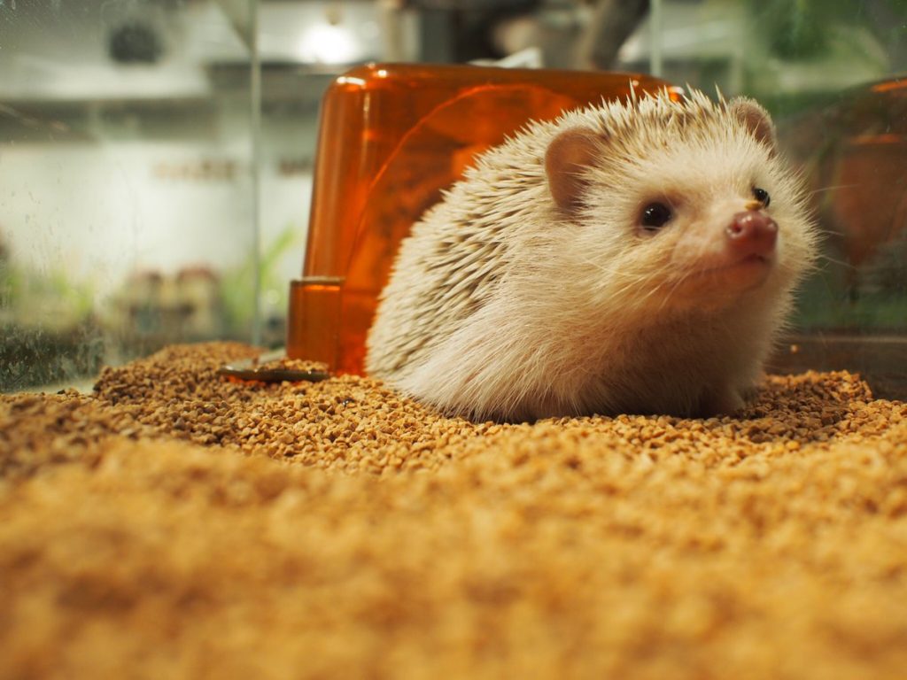 おしゃれなエントランスwoodハウス チンチラ・ハリネズミ小動物ハウス